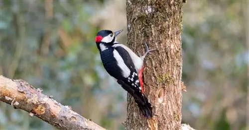 Большой пестрый дятел