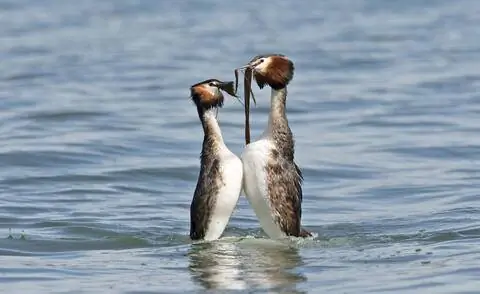 Брачный танец большой хохлатой поганки