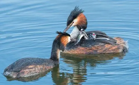 Пара больших хохлатых поганок с молодыми птицами