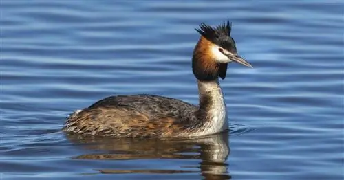 Большая хохлатая поганка