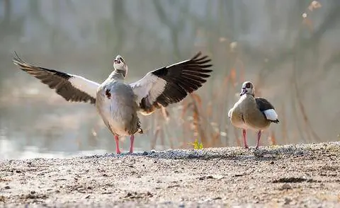 Угрожающий египетский гусь