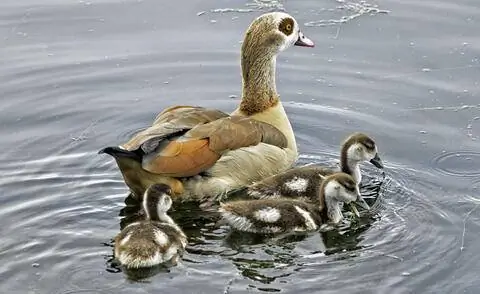 Египетский гусь с детенышами в воде