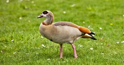 Египетский гусь