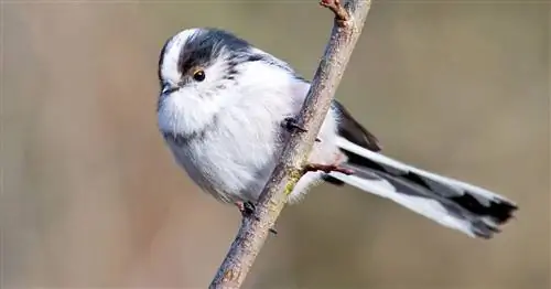 Длиннохвостая синица