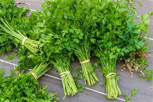 Петрушка этой зимой