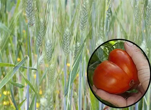 Урожай ржи и томатов