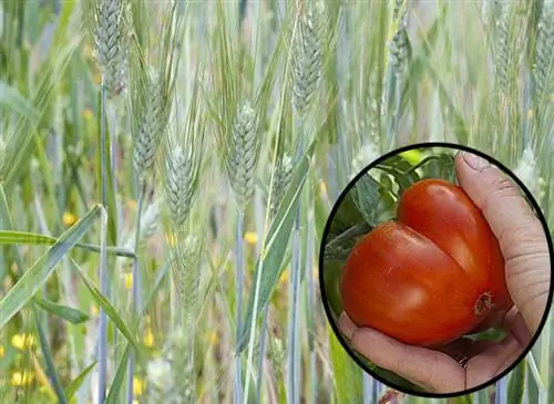 Севооборот - после истощения почвы - После помидоров обогатите почву сидератом