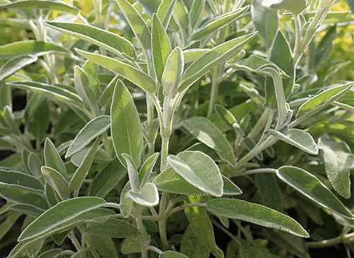 Сбор и хранение шалфея обыкновенного