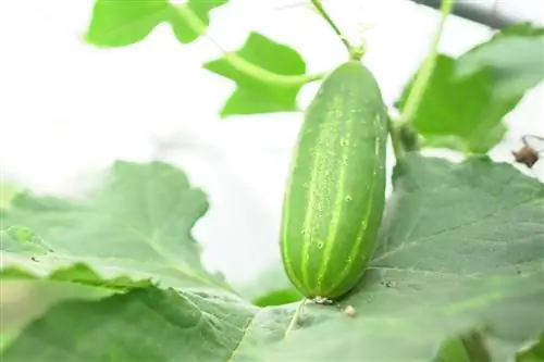 Как вырастить огурцы или соленые огурцы?