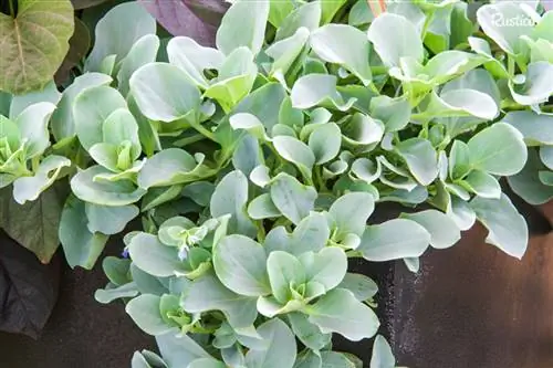 Выращивание овощной устрицы mertensia maritima