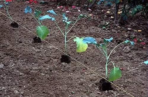 Сажаем капусту брокколи