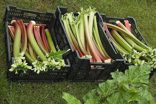 ветки ревеня в ящиках