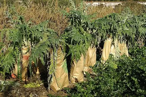 Бланшируйте и соберите кардон