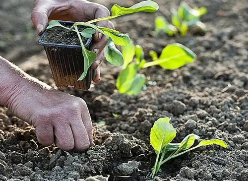 Пересадка цветной капусты на огороде