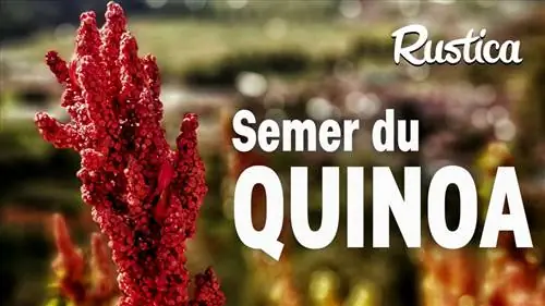 Как посеять киноа (Chenopodium quinoa) на огороде