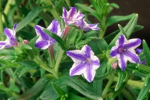 Lithodora diffusa 'звезда'