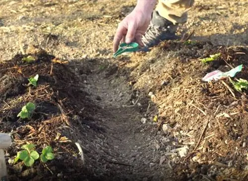 Как посеять шпинат и клубнику под туннелем