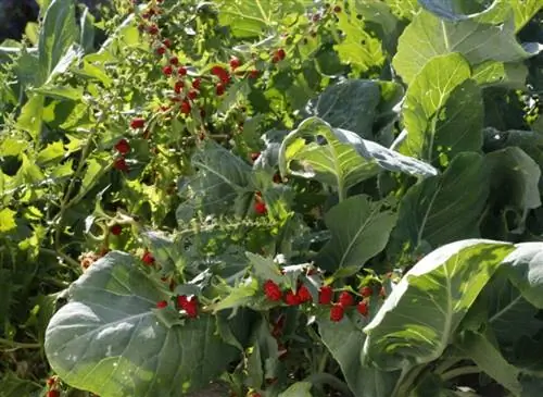 Клубничный шпинат, растущий посреди капустного грядки