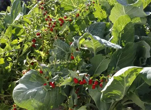 Выращивание древних листовых и цветущих овощей