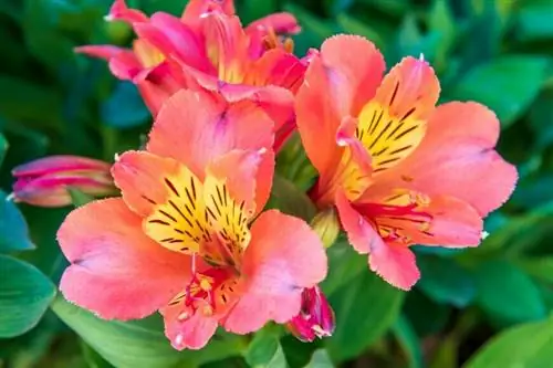 Альстромерия Бабье Лето (Инкская Лилия)