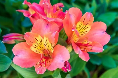 Лилия инков: как посадить и ухаживать за ней?