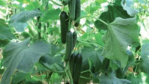 Огурец Мерлин F1