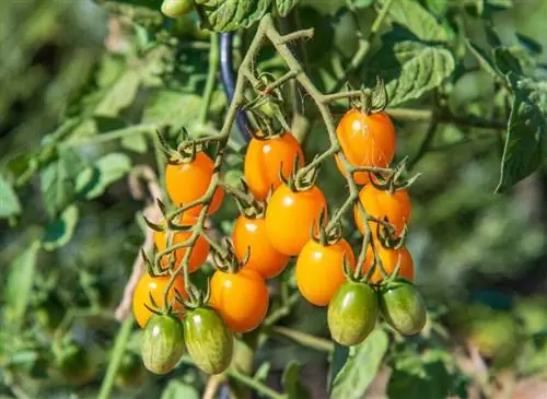 Томат Долли F1