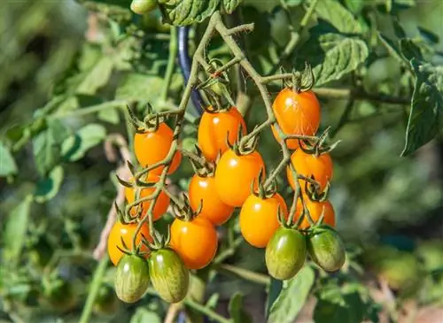 Как вырастить томат «Долли F1»: золото на тарелках