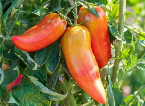 Помидор 'Гальярдо'