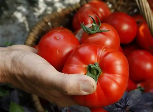 Томат Превиа F1 (Solanum lycopersicum): советы по выращиванию