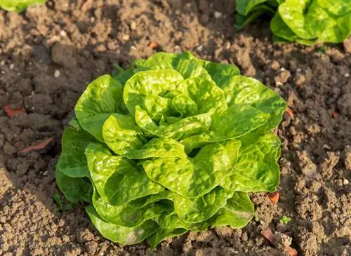 Салат Серпико (Lactuca sativa 'Serpico'): советы по выращиванию