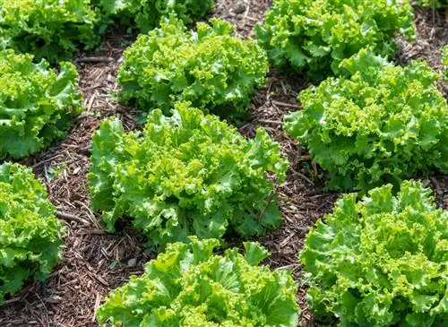 Батавия 'Франтик' (Lactuca sativa 'Франтик'): советы по выращиванию