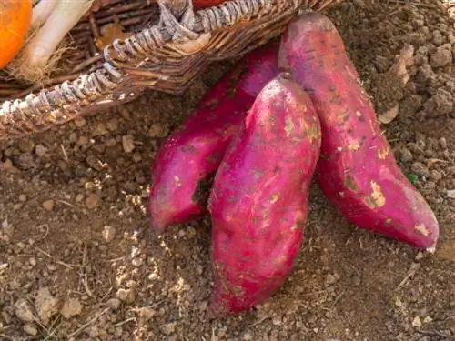 сладкий картофель Мурасаки