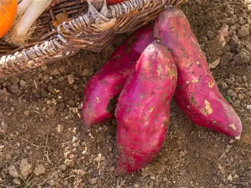 Батат 'Мурасаки' (Ipomea batatas 'Murasaki')