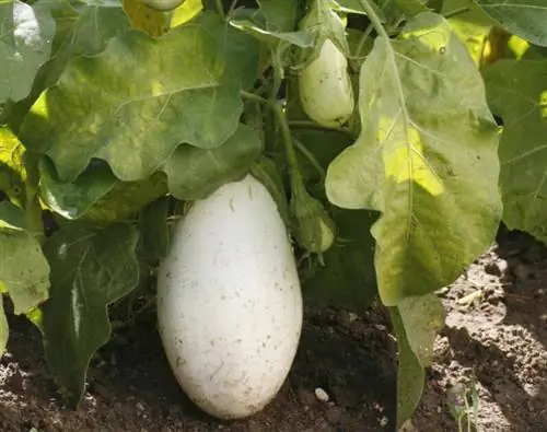 Баклажаны Клара с белой мякотью