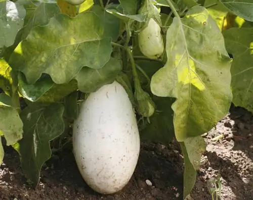 Solanum melongena 'Clara' F1: инструкция по выращиванию