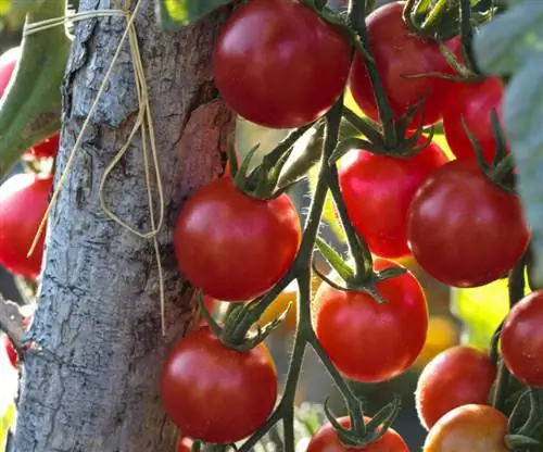 пучки помидоров мини-густа