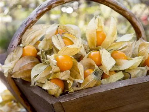 Физалис прециоза (Physalis pruinosa Preciosa): лист выращивания