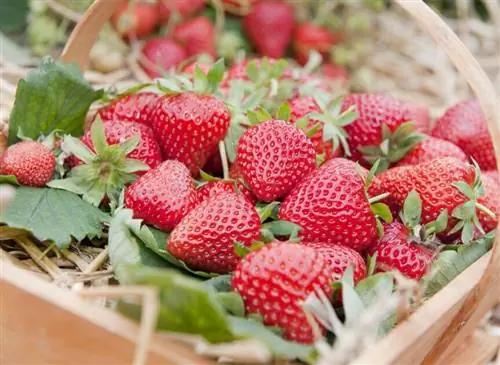 корзинка клубники delizz F1