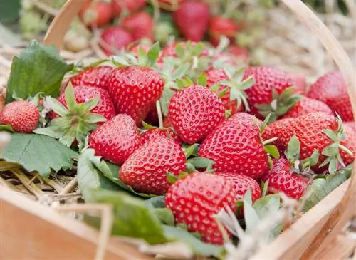 Клубника Делизз F1, fragaria x Делизз F1: инструкция по выращиванию