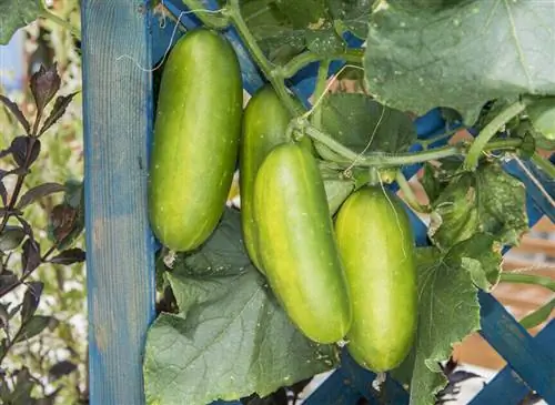 Огурец «Скалистый» F1 из ассортимента Les Saveurs du Potager.