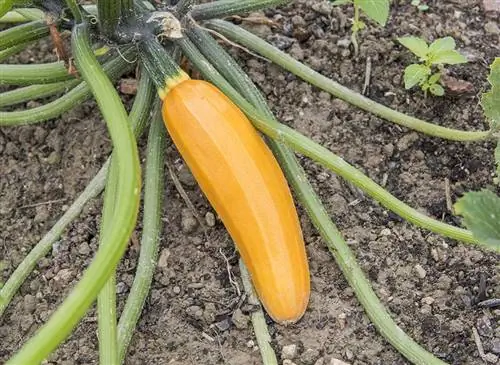 Кабачок ‘Себринг’ F1 (Cucurbita pepo): как вырастить