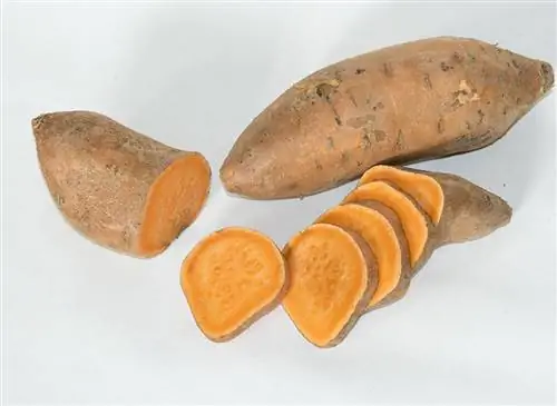 Батат Эванджелина (Ipomoea batatas): советы по выращиванию