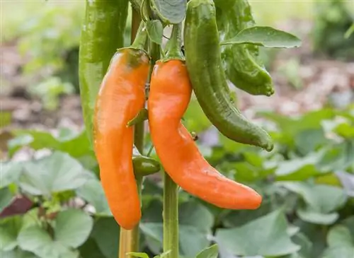 Перец «Коронор» из ассортимента Les Saveurs du potager.