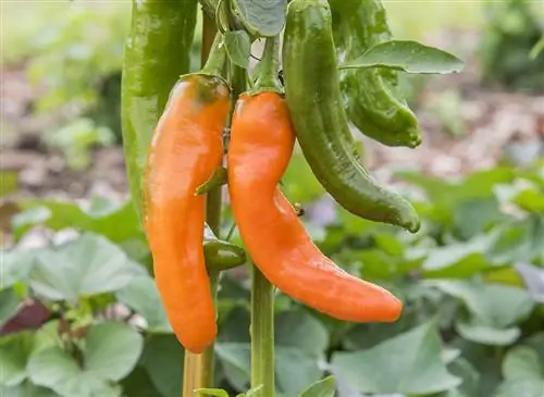 Перец «Коронор» (Capsicum annuum): советы по выращиванию