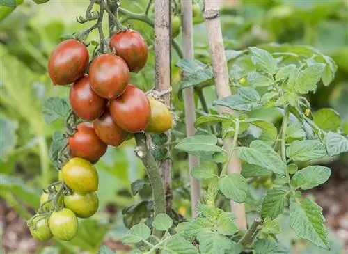 Помидор «Печенье» (Solanum lycopersicum): инструкция по выращиванию