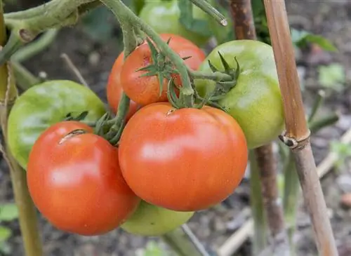 Помидор «Маэстрия» из ассортимента Les Saveurs du Potager.