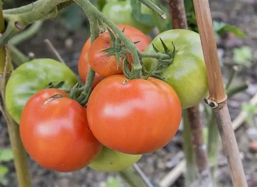 Помидор «Маэстрия» (Solanum lycopersicum): советы по выращиванию