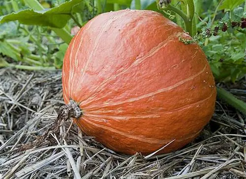 Тыква "Голден Делишес"