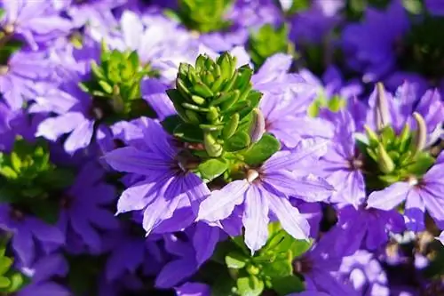Как вырастить Scaevola Fancy 'Blue'?